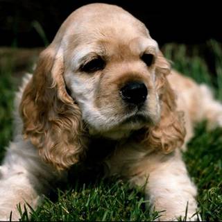 English Cocker Spaniel wallpaper