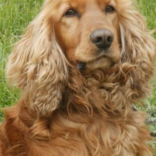 English Cocker Spaniel wallpaper