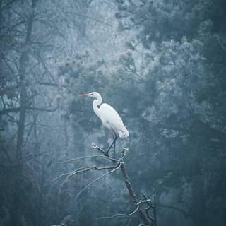 Egret wallpaper