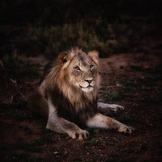 Dangerous lion wallpaper