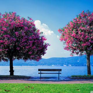 Ultra HD spring wallpaper