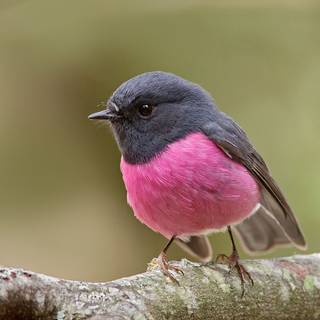 Pinky robin wallpaper