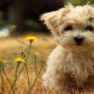 Affenpinscher wallpaper