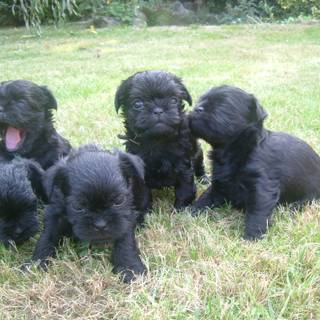 Affenpinscher wallpaper