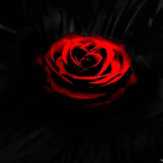 Dark red rose wallpaper