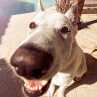 Dog iPhone 11 wallpaper