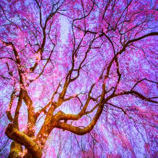 Desktop cute spring flowers wallpaper