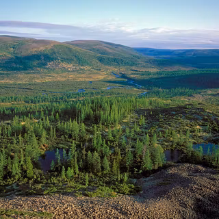 Eastern Siberian Taiga wallpaper