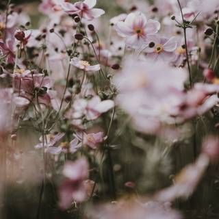 Delicate flowers wallpaper