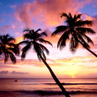 Summer ocean palm wallpaper