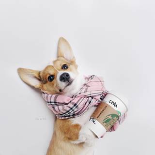 Cute Starbucks puppy wallpaper