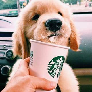 Cute Starbucks puppy wallpaper
