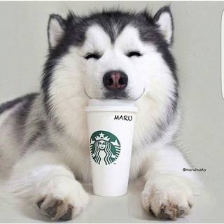 Cute Starbucks puppy wallpaper