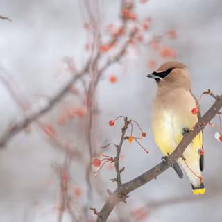 Waxwing wallpaper