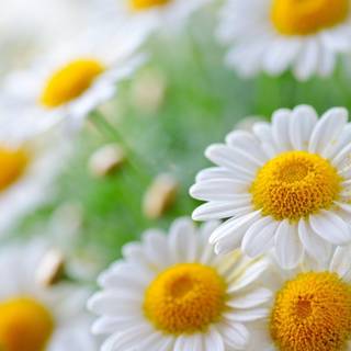 Chamomile wallpaper