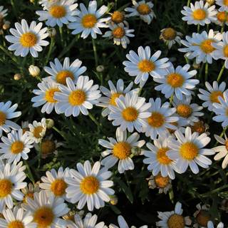Chamomile wallpaper