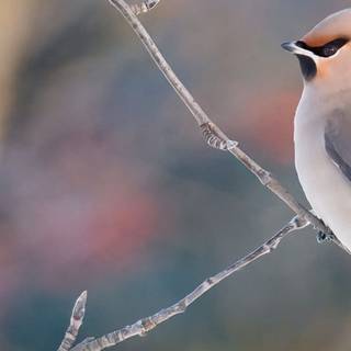 Waxwing wallpaper