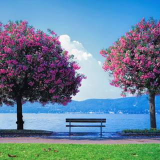 Spring HD calm wallpaper