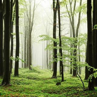 Summer path wallpaper