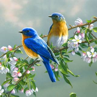 Pretty blue bird wallpaper