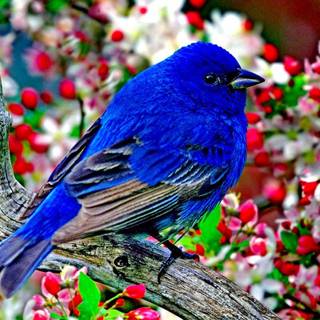 Pretty blue bird wallpaper