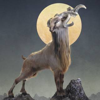 Markhor logo wallpaper