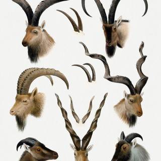 Markhor logo wallpaper