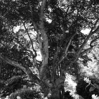 Dendrophobia wallpaper