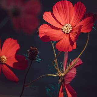 Red summer aesthetic wallpaper