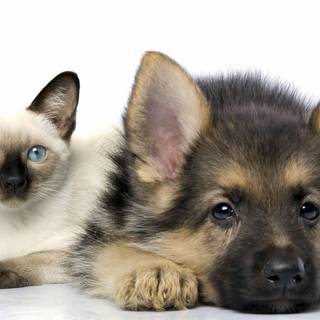 Baby cats and dogs wallpaper