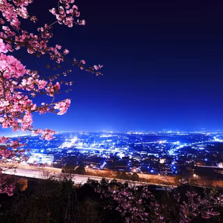Korean Cherry Blossoms wallpaper