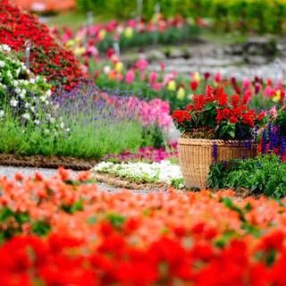 Flower bed wallpaper