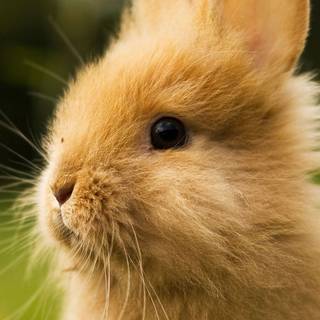 Bunny and hamster wallpaper