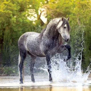 Dapple gray horse wallpaper