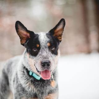 American cattle dog wallpaper