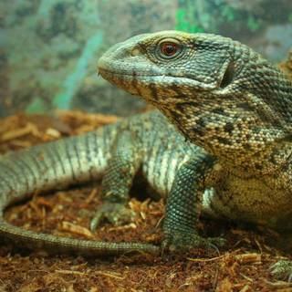 Savannah monitor wallpaper