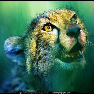 Nat Geo Wild wallpaper