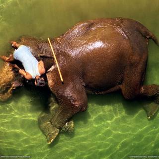 Nat Geo Wild wallpaper