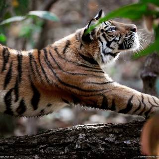 Nat Geo Wild wallpaper