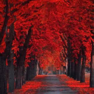 Crimson red wallpaper