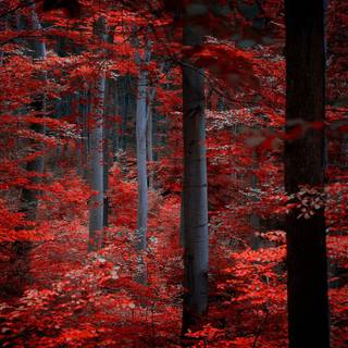 Crimson red wallpaper