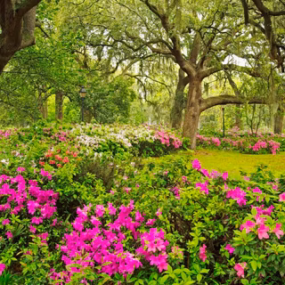 Flowers forest wallpaper