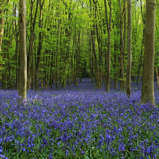 Flowers forest wallpaper