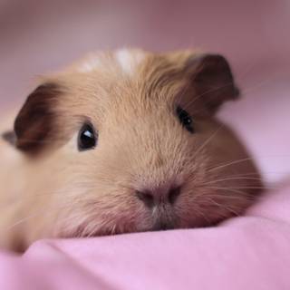 Baby guinea pigs wallpaper
