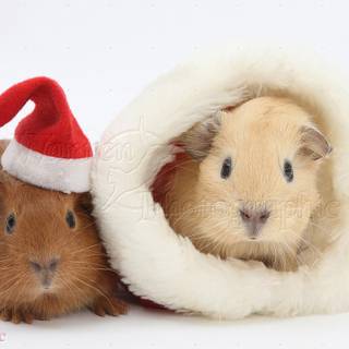 Baby guinea pigs wallpaper