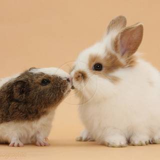 Baby guinea pigs wallpaper