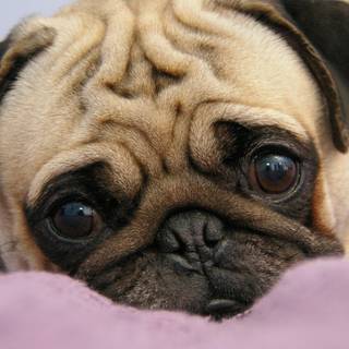 Adorable pugs wallpaper