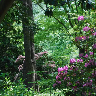 Green plant spring wallpaper