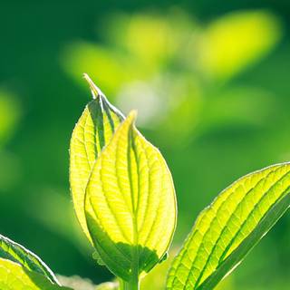 Green plant spring wallpaper