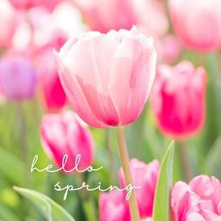 Green plants spring wallpaper